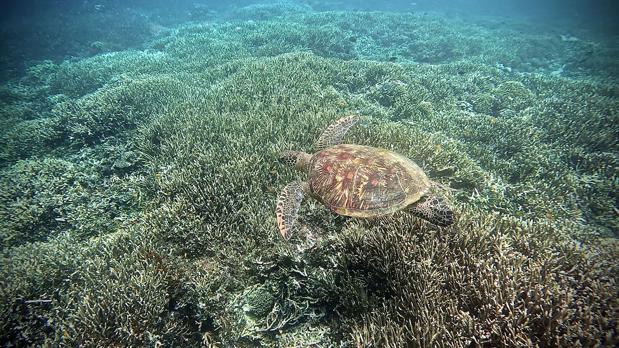 Snorkeling reef and coral gardens in Fiji